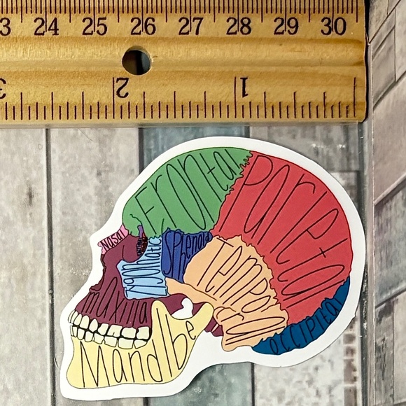 🌀10/$10🌀 Anatomy Reusable Waterproof Vinyl Sticker Decal - Picture 1 of 1